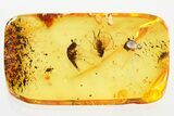 Bizarre Fossil Rove Beetle (Paederinae) Larva in Baltic Amber #372469-2